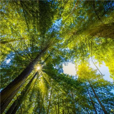 梦幻逍遥变态版本下载