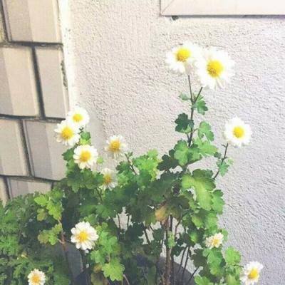 修仙诛魔录游戏正版